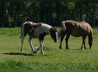 Gypsy Horse, Stallion, 1 year, 14.1 hh, Pinto