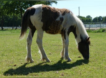 Gypsy Horse, Stallion, 1 year, 14.1 hh, Pinto