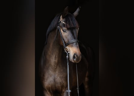 Hanoverian, Gelding, 3 years, Bay-Dark