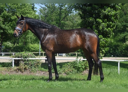 Hanoverian, Mare, 4 years, 16.1 hh, Bay-Dark