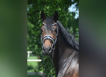 Hanoverian, Mare, 4 years, 16.1 hh, Bay-Dark