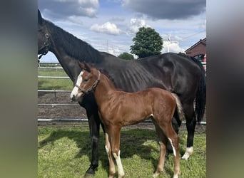 Hanoverian, Stallion, Foal (04/2026), 16.2 hh, Brown