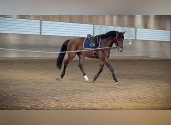 Holstein, Gelding, 4 years, 16.1 hh, Brown