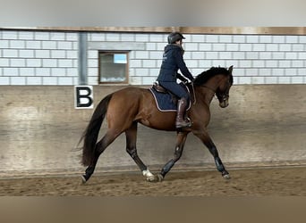 Holstein, Gelding, 4 years, 16.1 hh, Brown