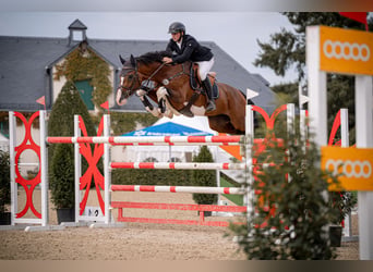 Holstein, Gelding, 4 years, 16.1 hh, Brown