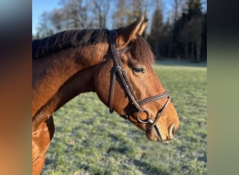 Holstein, Gelding, 4 years, 16.1 hh, Brown