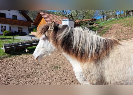 Icelandic Horse, Mare, 1 year, 14.1 hh, Pinto