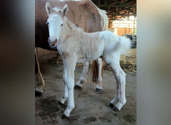 Icelandic Horse, Stallion, Foal (05/2026), 13.2 hh, White
