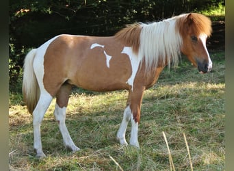 Icelandic Horse, Stallion, Foal (05/2026), 13.2 hh, White