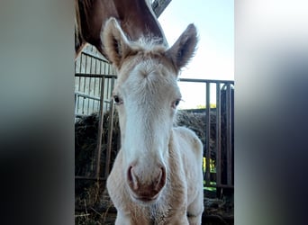 Icelandic Horse, Stallion, Foal (05/2026), 13.2 hh, White