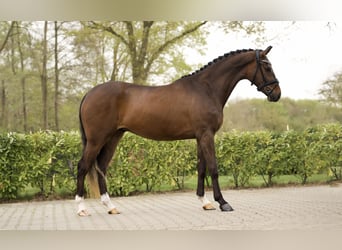 KWPN, Gelding, 3 years, 16.1 hh, Bay-Dark