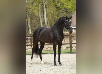 KWPN, Gelding, 3 years, 16.2 hh, Black