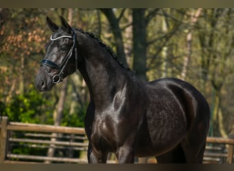 KWPN, Gelding, 3 years, 16.2 hh, Black