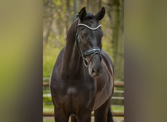 KWPN, Gelding, 3 years, 16.2 hh, Black