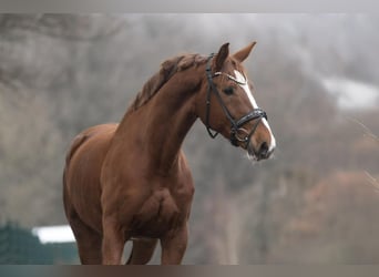 KWPN, Mare, 8 years, 16.1 hh, Chestnut-Red