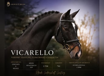 KWPN, Stallion, 24 years, 16.2 hh, Black