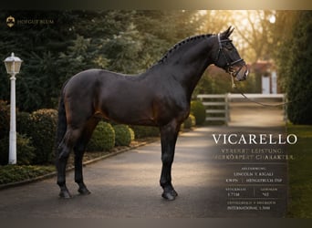 KWPN, Stallion, 24 years, 16.2 hh, Black