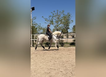 Lusitano Mix, Gelding, 18 years, 15.1 hh, Grey