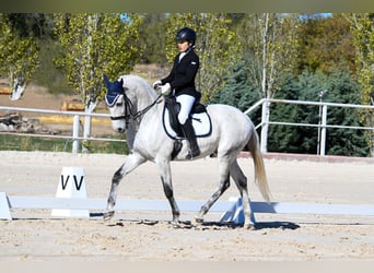 Lusitano Mix, Gelding, 18 years, 15.1 hh, Grey