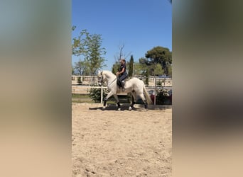 Lusitano Mix, Gelding, 18 years, 15.1 hh, Grey