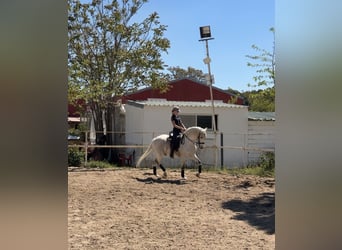 Lusitano Mix, Gelding, 18 years, 15.1 hh, Grey