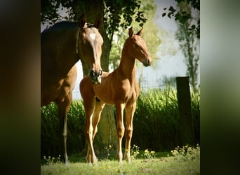 Lusitano, Stallion, Foal (04/2026), 16 hh, Brown