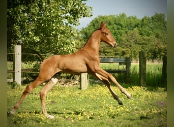 Lusitano, Stallion, Foal (04/2026), 16 hh, Brown