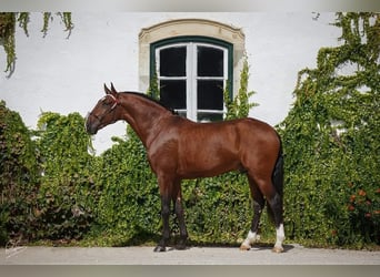 Lusitano, Stallion, Foal (04/2026), 16 hh, Brown