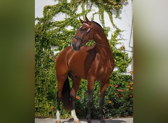 Lusitano, Stallion, Foal (04/2026), 16 hh, Brown