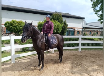 More ponies/small horses, Gelding, 4 years, 14.2 hh, Black