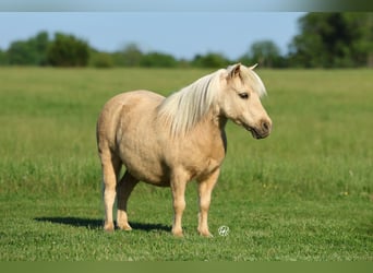 More ponies/small horses, Gelding, 5 years, 8.2 hh, Palomino