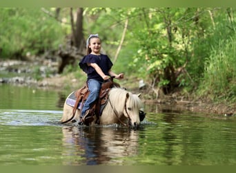 More ponies/small horses, Gelding, 5 years, 8.2 hh, Palomino
