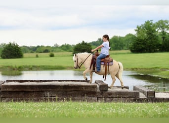 More ponies/small horses, Gelding, 5 years, 8.2 hh, Palomino
