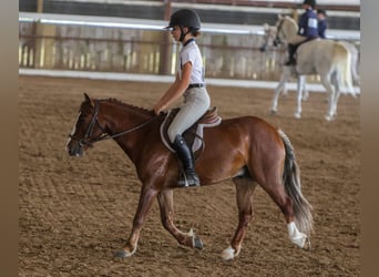 More ponies/small horses, Gelding, 5 years, Sorrel