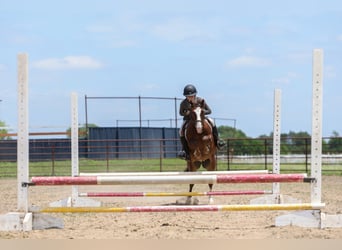 More ponies/small horses, Gelding, 5 years, Sorrel