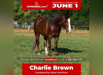 More ponies/small horses, Gelding, 5 years, Sorrel