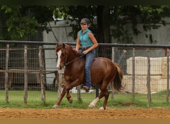 More ponies/small horses, Gelding, 5 years, Sorrel
