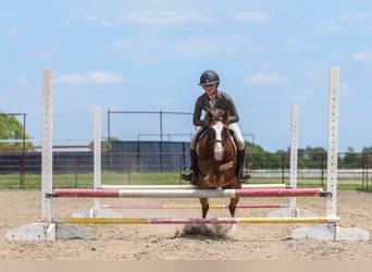 More ponies/small horses, Gelding, 5 years, Sorrel