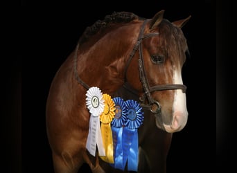 More ponies/small horses, Gelding, 5 years, Sorrel
