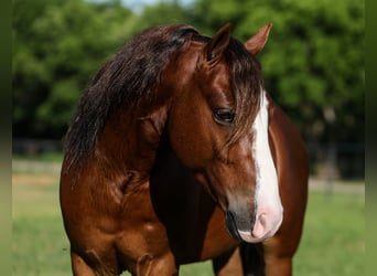 More ponies/small horses, Gelding, 5 years, Sorrel
