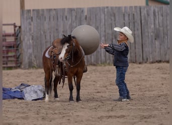 More ponies/small horses, Gelding, 6 years, 9.1 hh, Bay