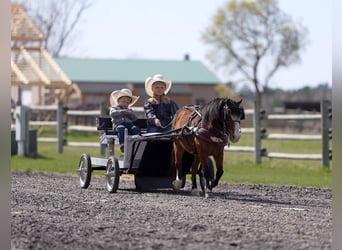 More ponies/small horses, Gelding, 6 years, 9.1 hh, Bay