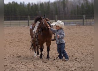 More ponies/small horses, Gelding, 6 years, 9.1 hh, Bay