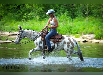 Mule, Gelding, 13 years