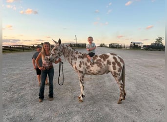 Mule, Gelding, 13 years