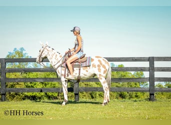 Mule, Gelding, 13 years