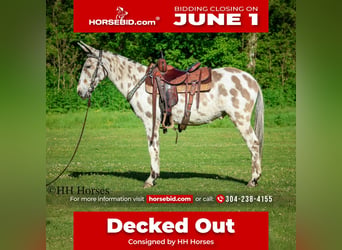 Mule, Gelding, 13 years