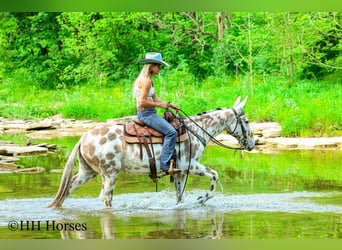 Mule, Gelding, 13 years