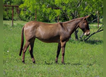 Mule, Mare, 8 years, 13 hh, Grullo