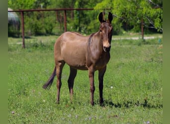Mule, Mare, 8 years, 13 hh, Grullo